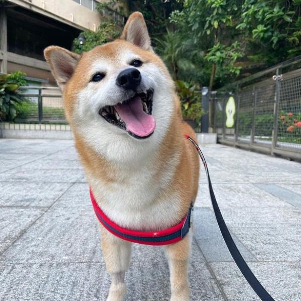 Doge dog dead