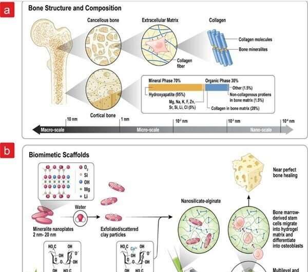 Towards rapid tissue regeneration