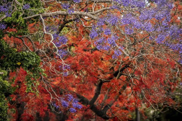 A hot purple and orange combo of blooming jacaranda and flame trees decorates Concord.