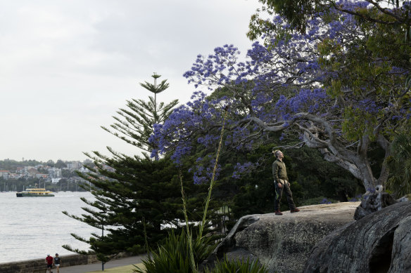 Arborist Adam Pigott, in Royal Botanic Garden, enjoys the 175-year-old jacaranda tree which is starting to bloom.